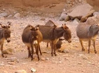 造畜：饥饿、逃荒、死亡、活叫驴（下）