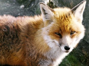 那些邪乎事儿（二十 火狐狸的报复）