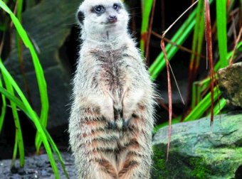 乡村老道斗野仙（替本人转述）