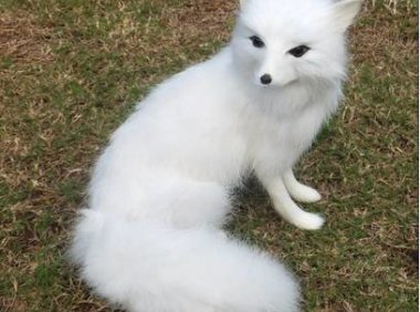 “ 保家仙 ”  的威力