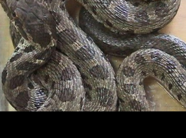 凌晨三点院子里的蛇