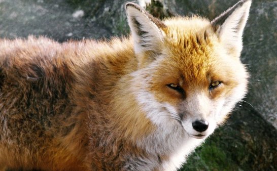 那些邪乎事儿(二十 火狐狸的报复)