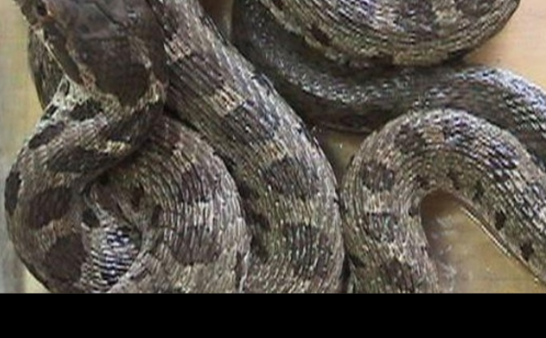 凌晨三点院子里的蛇