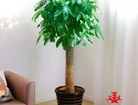真是诡异经历之  客厅摇晃的花