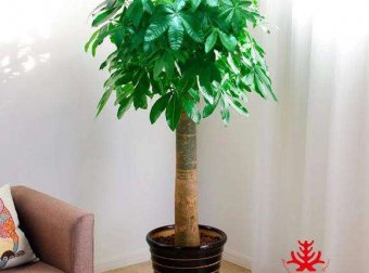 真是诡异经历之  客厅摇晃的花