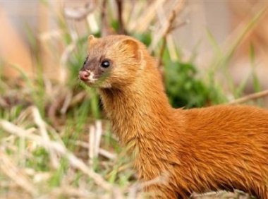 一则黄仙闹宅的真事