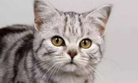灵猫