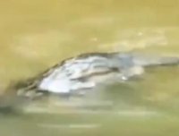 揭秘河中的“水鬼”之迷