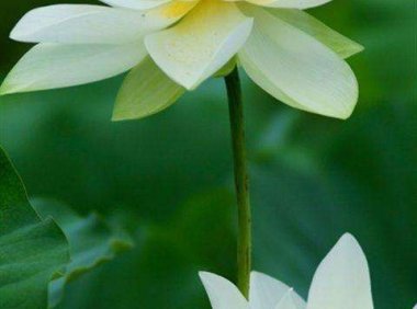 梦见观音和看见村庙里的神灵