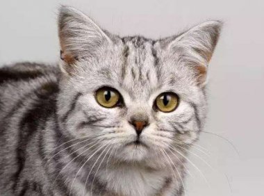 灵猫