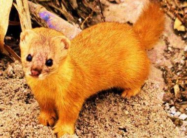 鬼话怪谈——黄鼠狼(长篇故事)1