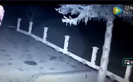 国外监控凌晨拍到这群“不速之客”,它们到底是什么?