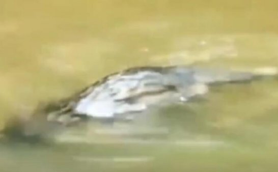 揭秘河中的“水鬼”之迷