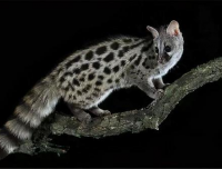 山村故事——会障眼法的猎物