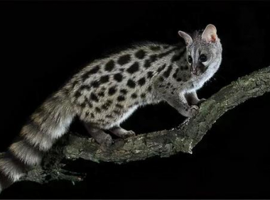 山村故事——会障眼法的猎物