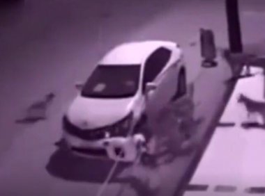 “狗咬鬼”?监控拍下这诡异的一幕