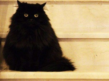 2020灵异事6：两则关于猫的灵异故事（1）