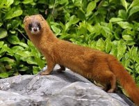 讲一个黄皮子的事