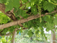 外爷故事（二）：大口子遇鬼