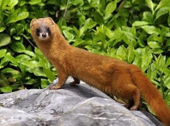 讲一个黄皮子的事