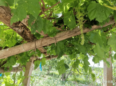 外爷故事(二):大口子遇鬼