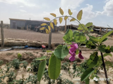 外爷故事(四):花草滩遇鬼又遇阴阳先生