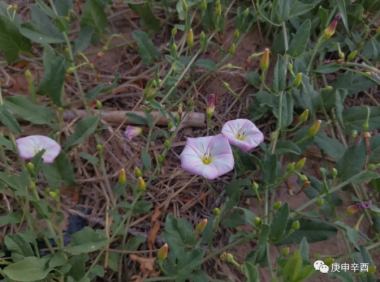 外爷故事(附一):姻缘