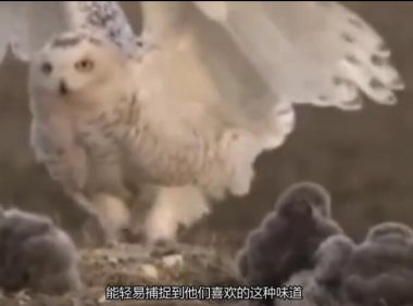 为什么说猫头鹰一笑，就会有人去世？这是有科学依据的