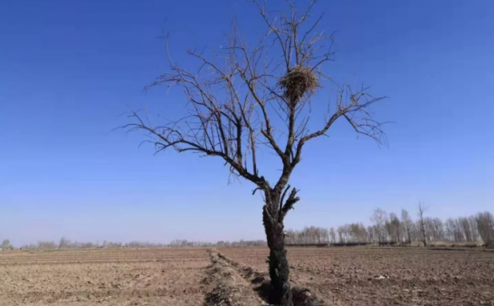 吊死鬼（一）：被鬼缠的母亲