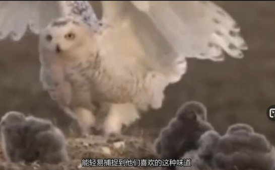 为什么说猫头鹰一笑,就会有人去世?这是有科学依据的