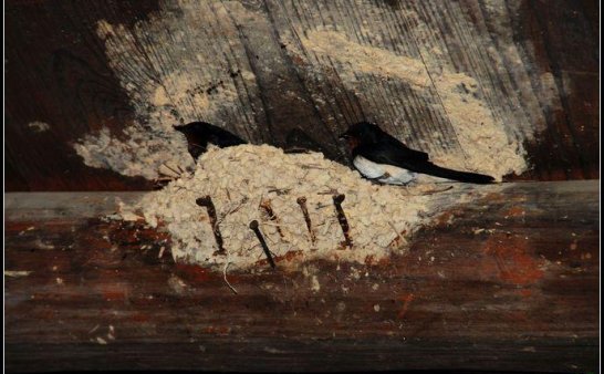 瞳猫故事:燕窝里的黑蛇