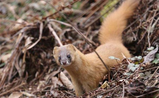 再说一个黄皮子的故事