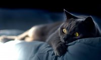2021灵异事1:两则关于猫的灵异故事(2)