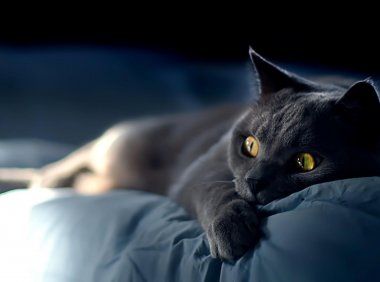 2021灵异事1:两则关于猫的灵异故事(2)