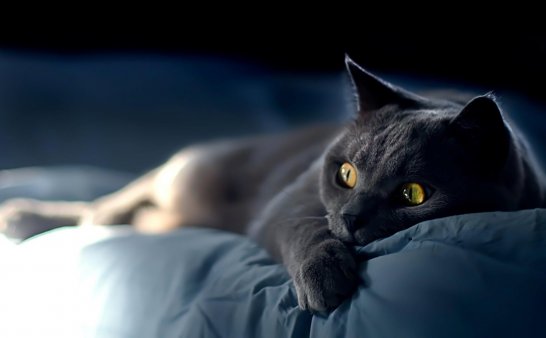 2021灵异事1:两则关于猫的灵异故事(2)