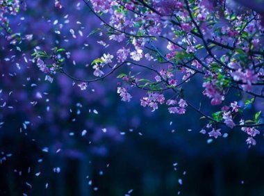 冤鬼志（10）：梨花落