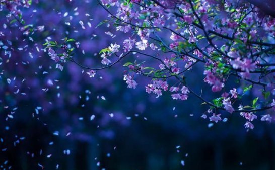 冤鬼志（10）：梨花落